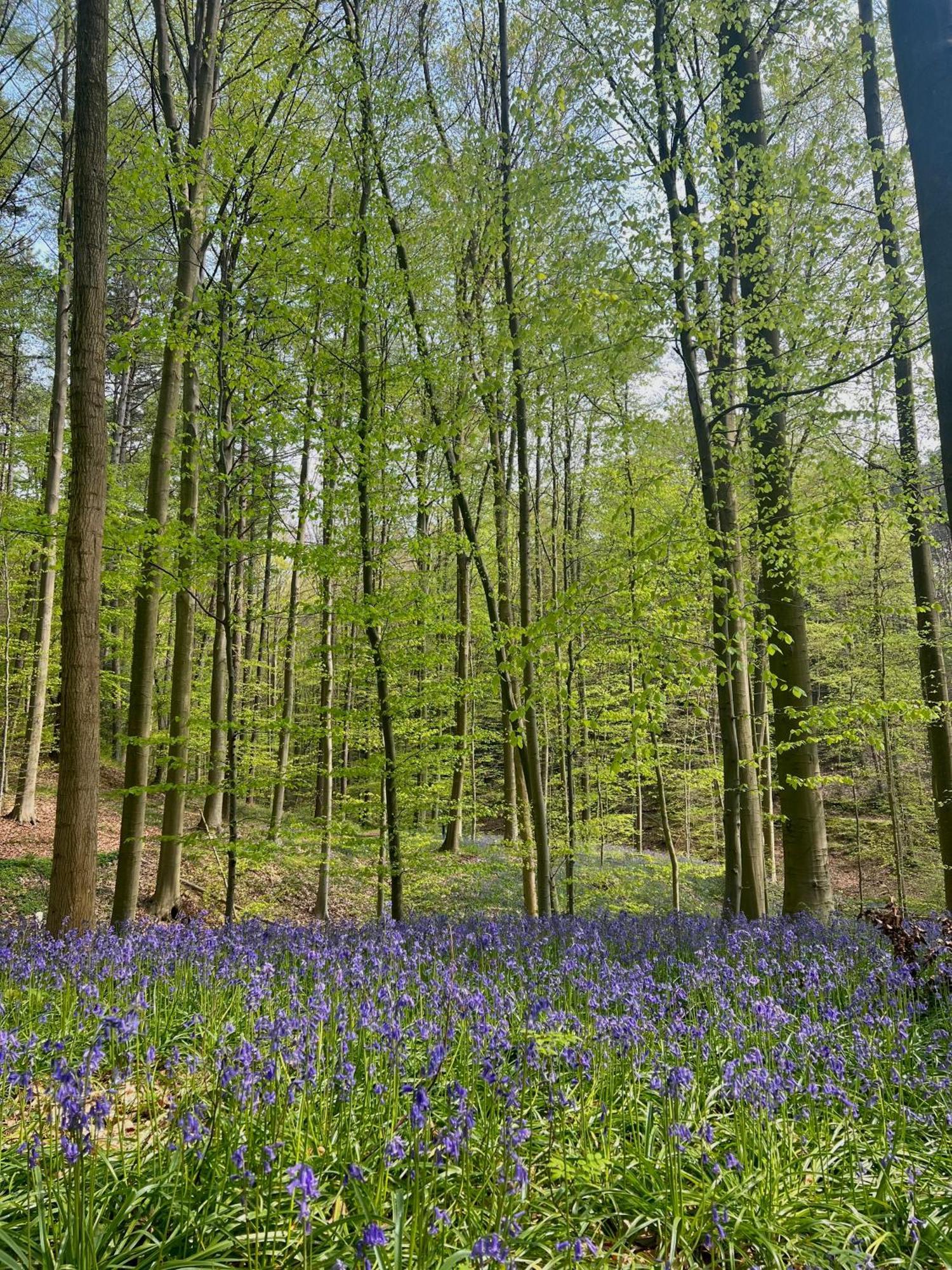 Bois De Hal Bed and Breakfast Braine-lʼAlleud Εξωτερικό φωτογραφία